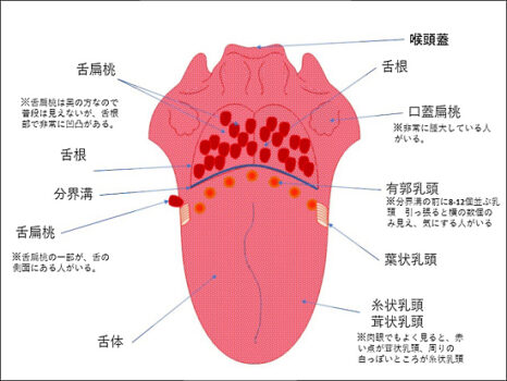葉状乳頭舌扁桃 | 舌 扁桃腺 輪状 – QDHN