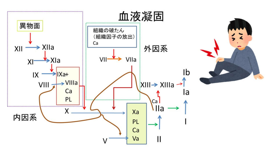 血液凝固